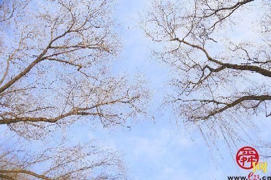 宁静又纯粹 冬日植物园展现别样画卷