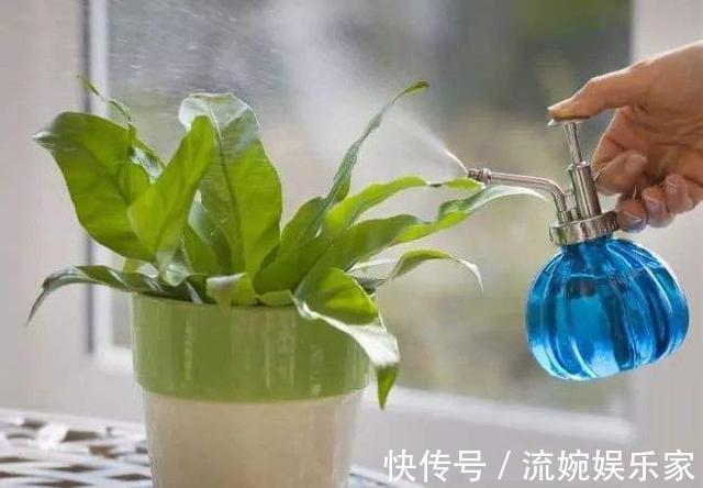 随心所欲|养花不能随心所欲，这几种花最怕“水”，浇多了烂根死翘翘