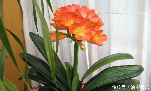 掌握住这4大要素,养殖君子兰,年年多开花、网格叶油绿