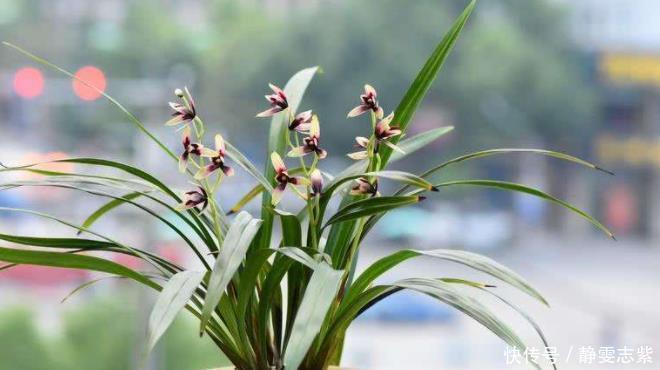 买到裸根带花的兰花苗,1步操作必须做,不然延缓生长,甚至枯死