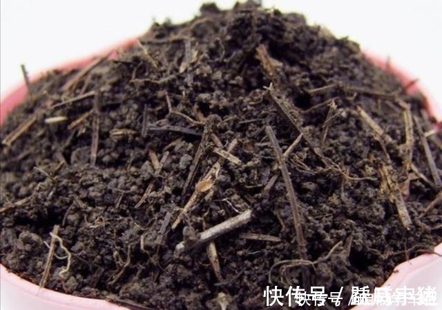 发酵|松针土养花,提前做好这几步,疏松透气,养分充足!