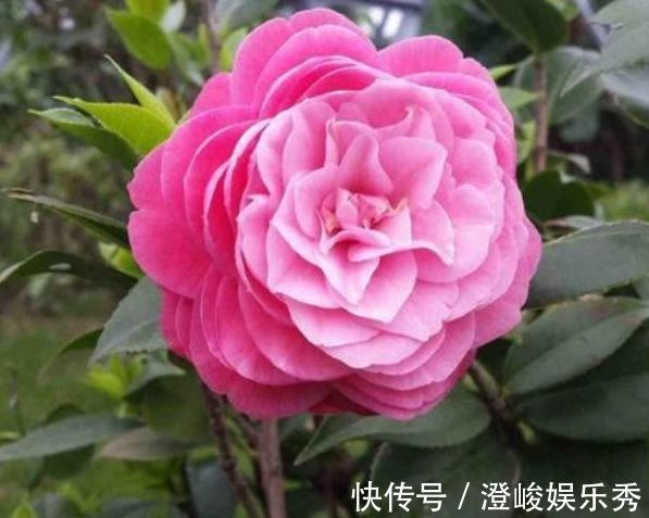 花友们|4种花养在家里，一整年都有好运气，养在家里能开一春夏！