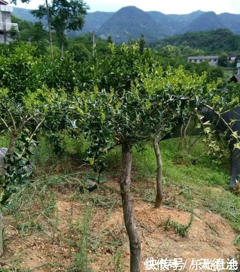 枸骨树|农村的一种野生植物，人称“猫耳刺”，全身都是宝，却很少人知道