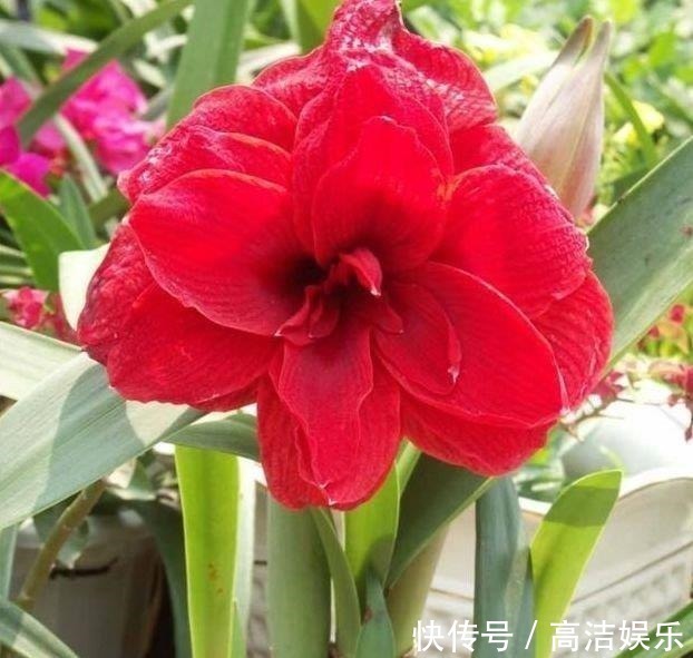 4种花一养就上瘾，沾土就活，花期长达200天，阳台养出小花园