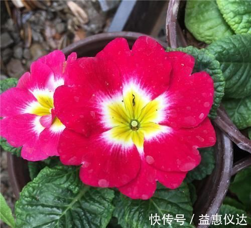 阳台上|到了冬季就盆栽这7样花卉,耐寒能力强,开花美丽又喜庆