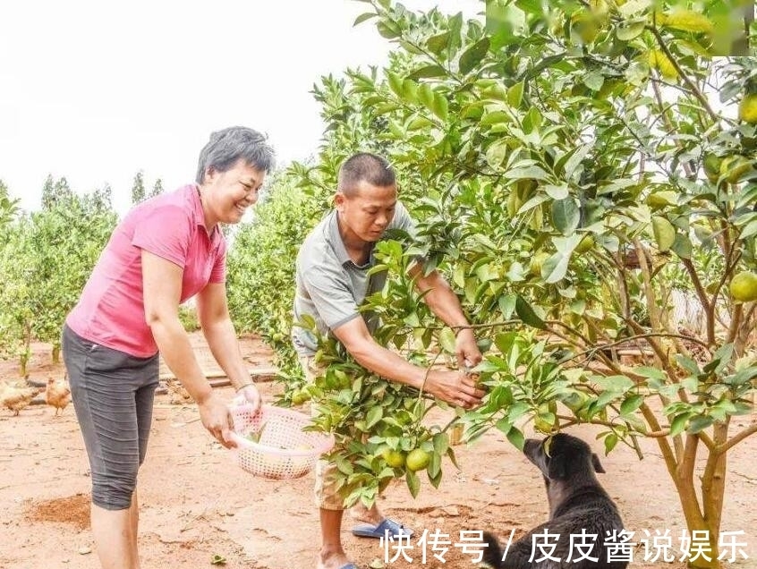 老爸|1公斤黄金和8万美元！全红婵的奖励出炉，红姐老爸这次无法拒绝了