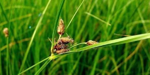 农村一种草被称为“光棍草”,别嫌弃它,可谓全身都是宝!