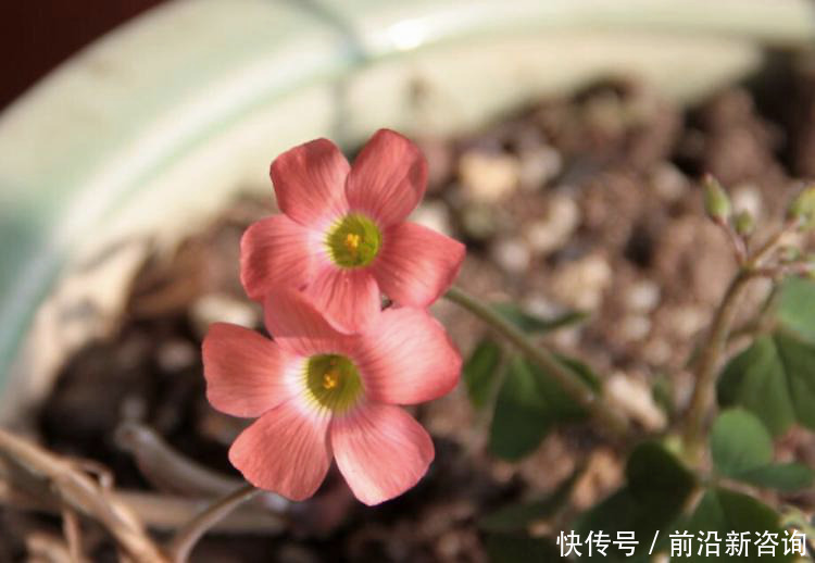 养殖|FlowerPlus花加:养殖小巧可爱的酢浆草时有哪些需要注意的