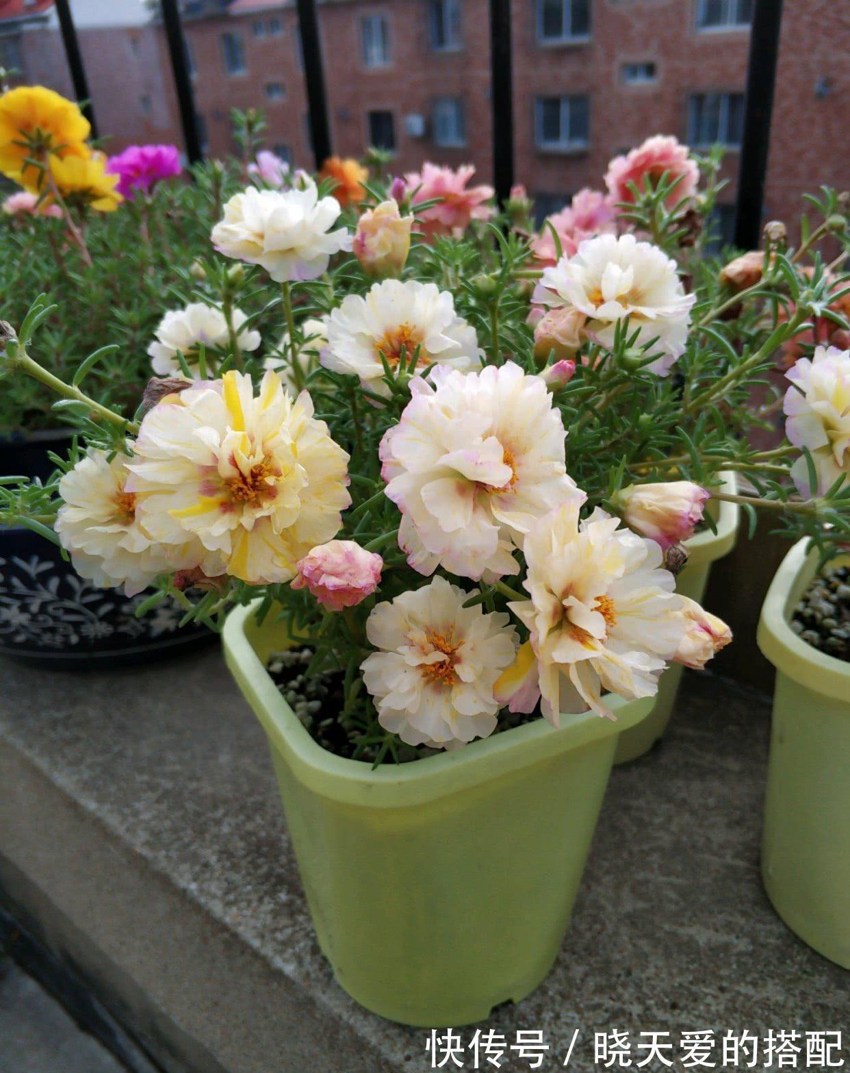 适合十月养的“14种花”,成活率高,能早日开花,喜欢别错过