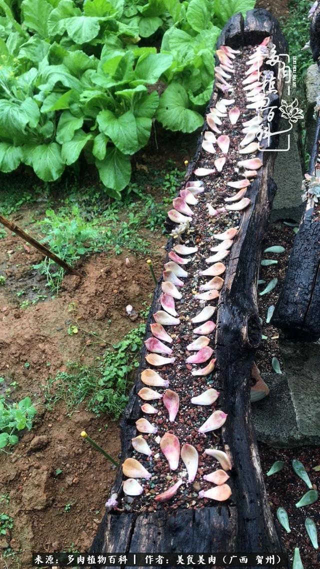 多肉，一位来自神奇大自然的良师益友！