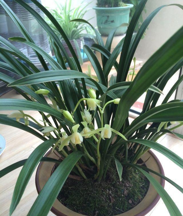 兰花上盆,5个窍门细节做足,根系深,花箭窜,兰花多又香