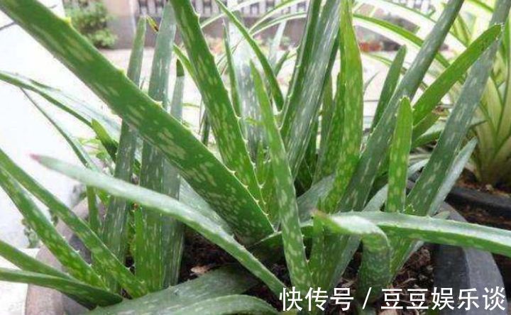 种花|3种花养卧室,促进睡眠质量,植株漂亮上档次,一觉睡到自然醒