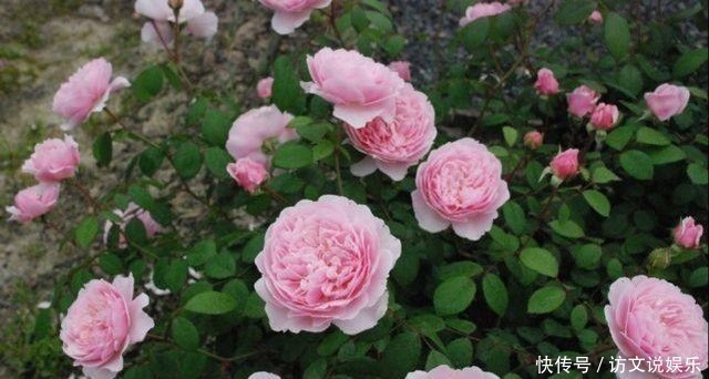 葱皮|家居养花花盆里放入这三种自制花肥,准保爆盆!