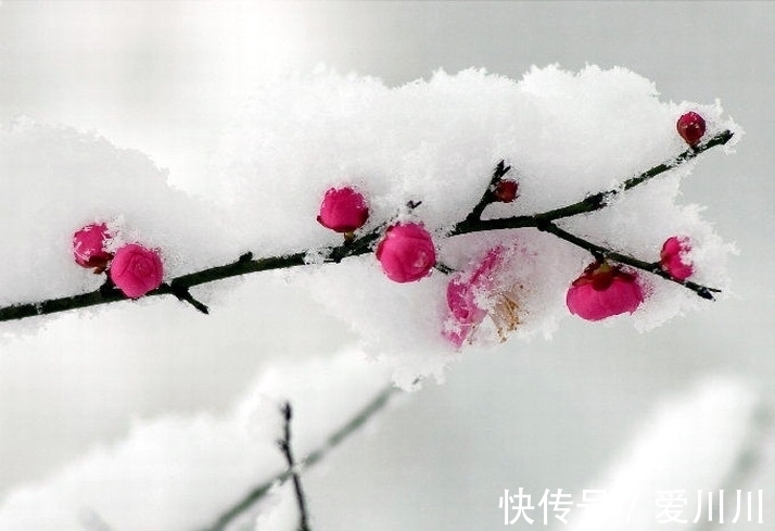 赵师雄&明朝诗人写一首咏梅诗，毛主席非常喜爱，曾为它一日连发三封急信