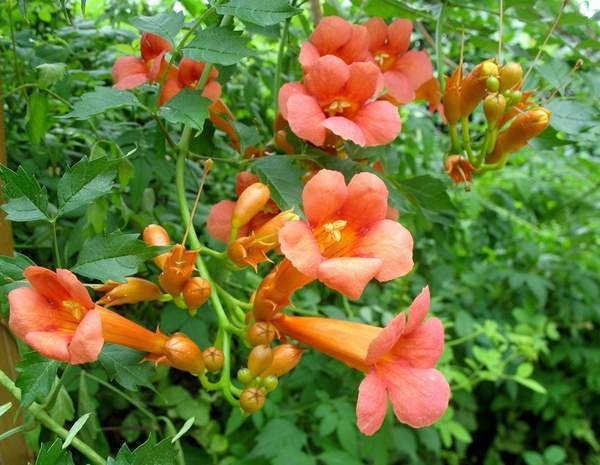 母爱|此花是一种代表了母爱的花,是世界名花,有着很重要的地位