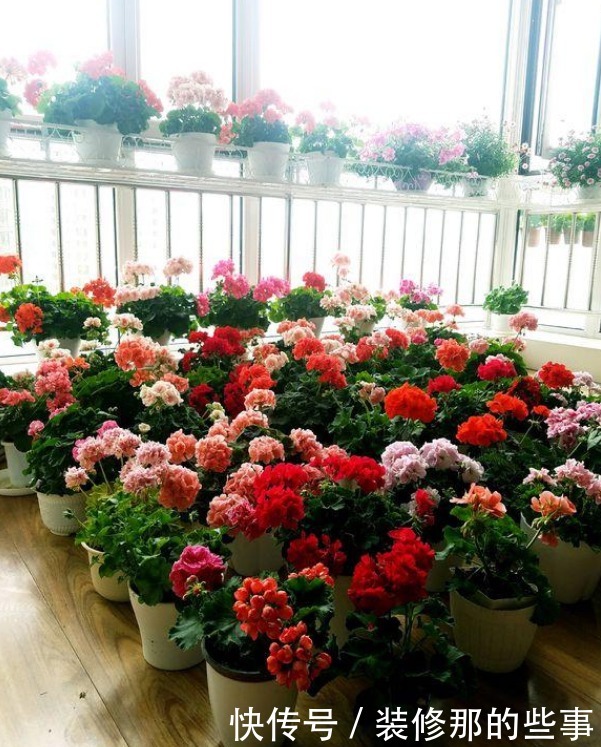 阳台养上3种花，比牡丹好看，比吊兰好养，你养了吗