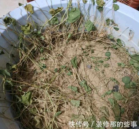 栀子花|夏天,这五种花多浇水,叶绿肥大,长势很良好