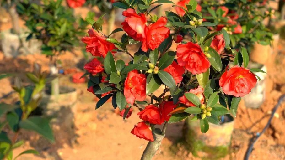 绿色种养——开入百姓家的贵族之花