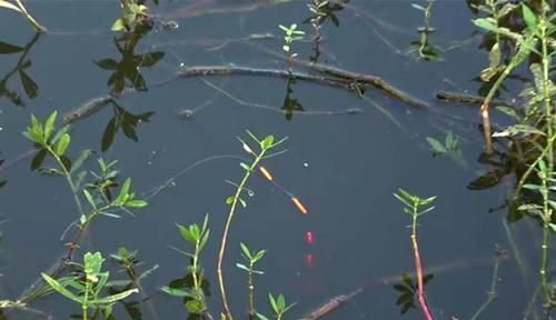 长竿|手竿钓黄颡鱼的实战技巧,这种钓法简单易学,让你轻松钓到黄颡鱼