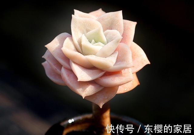 养多肉也得会模仿,看看这颗可爱玫瑰的悬崖桩,我也想养成这样