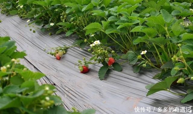 瓜果|瓜果飘香|太甜!如果凉山的冬天有味道,一定是草莓味的~