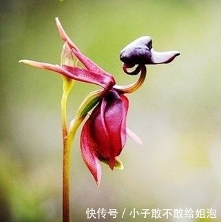 兰花|这些花平常都很难见到呢,关键是很可爱!