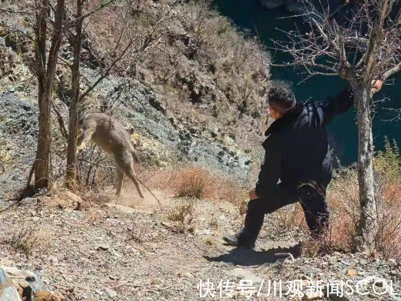 斑羚|视频丨惊险！百米悬崖上斑羚被困，民警腰间系绳索救援