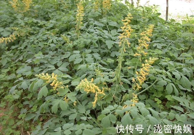 山上的“野草”,晒干后1斤价值“80元”,却少有人摘,植株珍贵