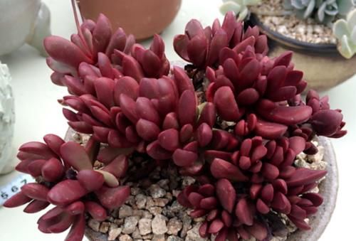 多肉克拉夫其实有两种，你是两种都养过，还是只养过其中一种呢？