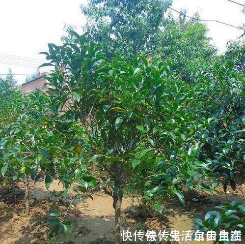 家里养花别瞎养2种花是大忌，6种花旺财还养人