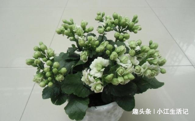 养长寿花，喝点这种“促花水”，肥效足促开花，轻轻松松养爆盆