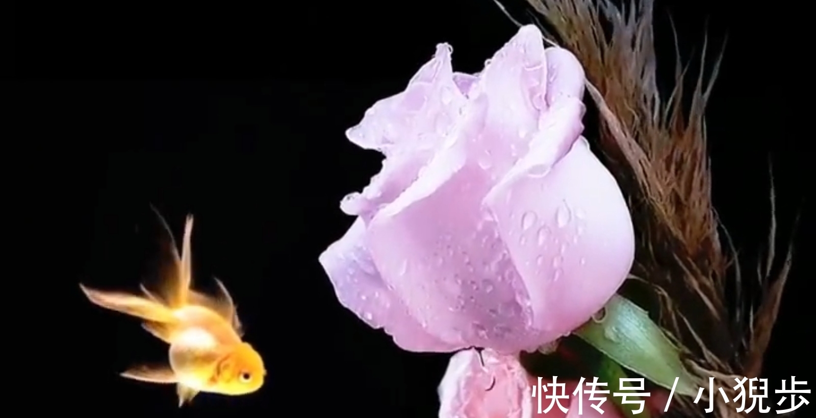 卓文君#卓文君《白头吟》：不卑不亢接纳自己的痛苦失败，再续白头之约