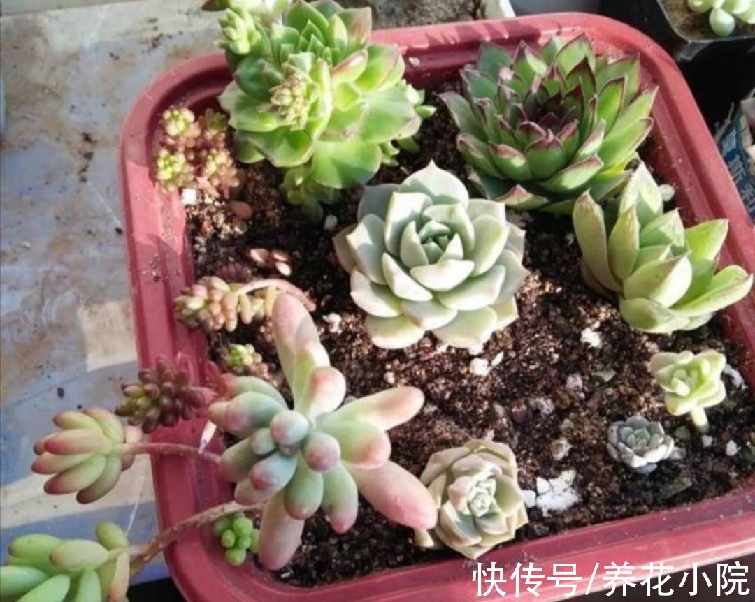 植株|多肉“睡醒了”，给它做好4件事，长得旺盛状态好