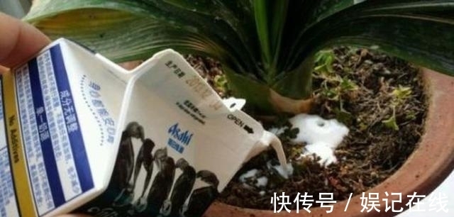 淘米水、啤酒水都别用, 老花农只用它泡水, 什么花都能浇, 疯长