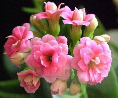 月季花养出好状态,只看叶子就行了,专家教你爆盆妙招,简单易学