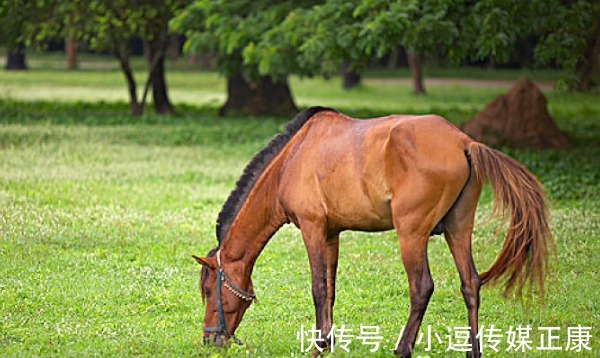 福禄之神|大难不死，必有后福：生肖马一生会历经3难，熬过去后福无穷！