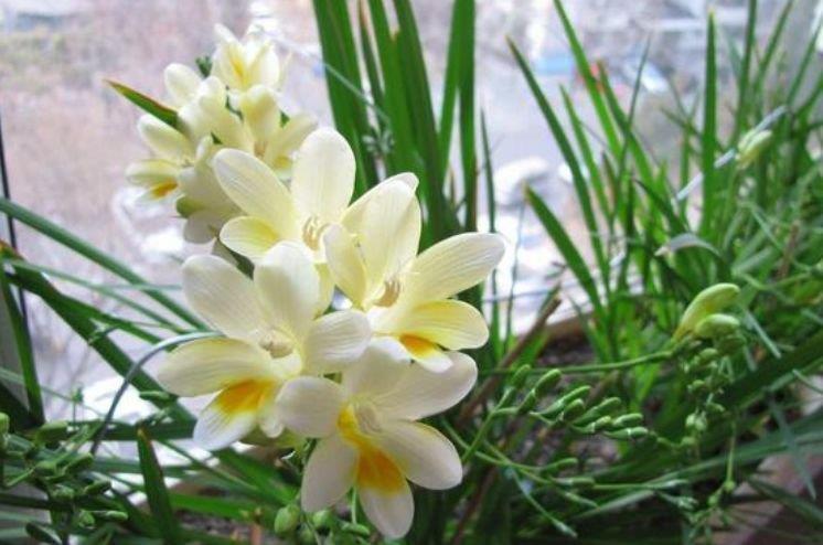 大花蕙兰|比香水还好闻的“3种花”,个个美出状态,花朵迷人,阵阵花香