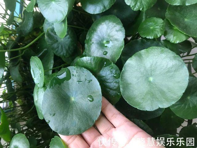 九种“养不死”的花,绿萝只能排最后一名,再养不活只能买假花了