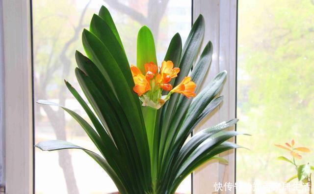 爆盆|这玩意1分钱不值,垫在花盆底,养啥花都旺,蹭蹭长爆盆