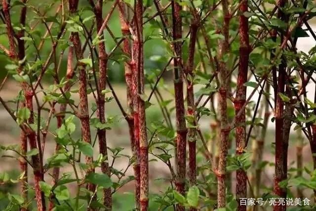 零嘴|这种野草25年前农村很多，小孩子当零嘴，大人用它炒菜，你吃过吗