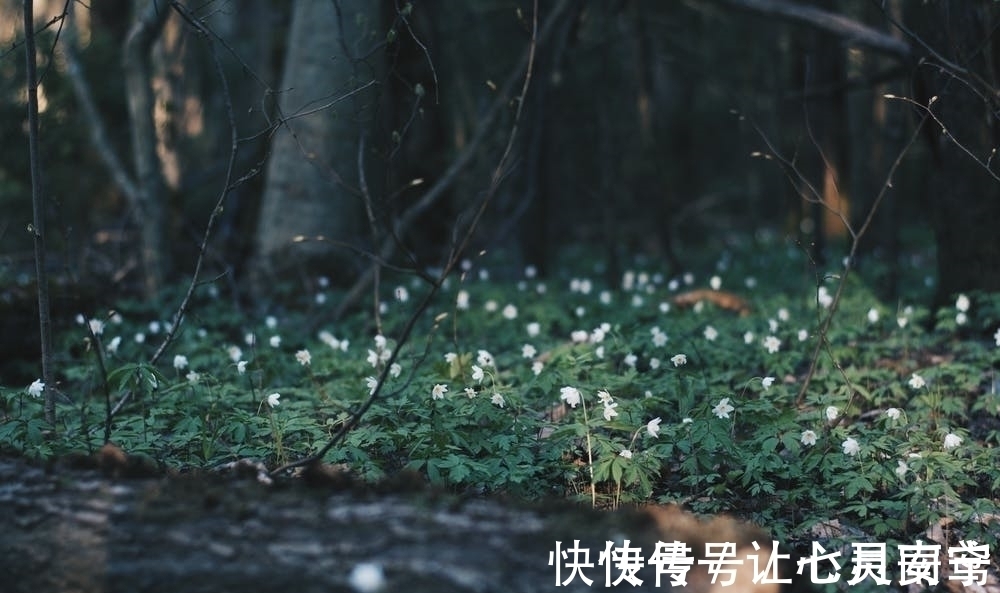 微雨#李商隐这首写雨的诗，没有一个雨字，却句句有雨