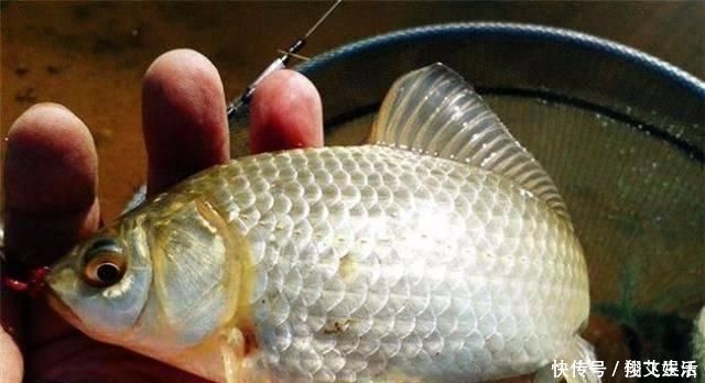 时间段|春钓时,每天这两个时间段钓鱼都是连竿,许多钓友竟然还在睡觉