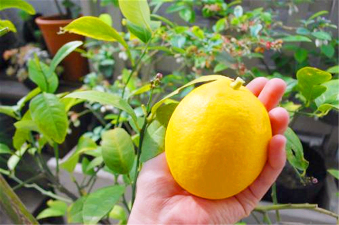 雌激素|女人别太节省,3种水果要常吃,补充雌激素,60岁不显老