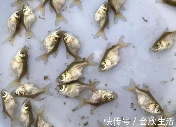 养殖户|俗称仙骨鱼,人为培育的残疾鱼,专供剁椒鱼头,南方已产业化养殖