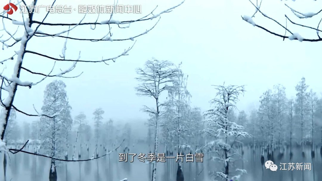 一半灿烂嫣红,一半明媚鹅黄!万里挑一的睡莲冠军,这里都能看到