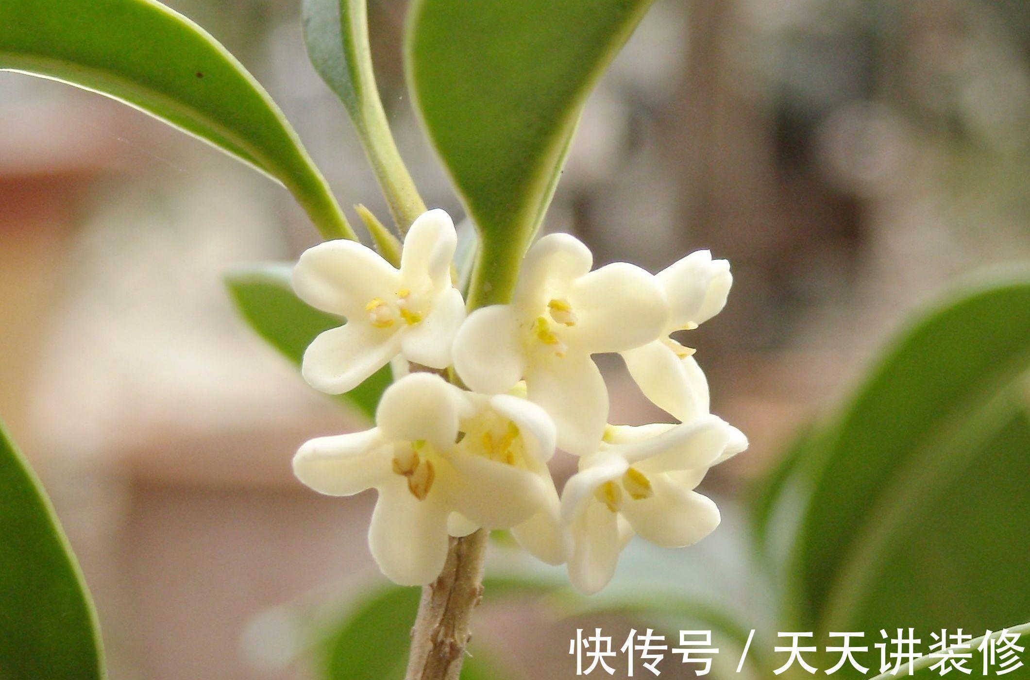 桂花桂花|养花试试这几款,花香飘满了整间屋子,十分的香甜