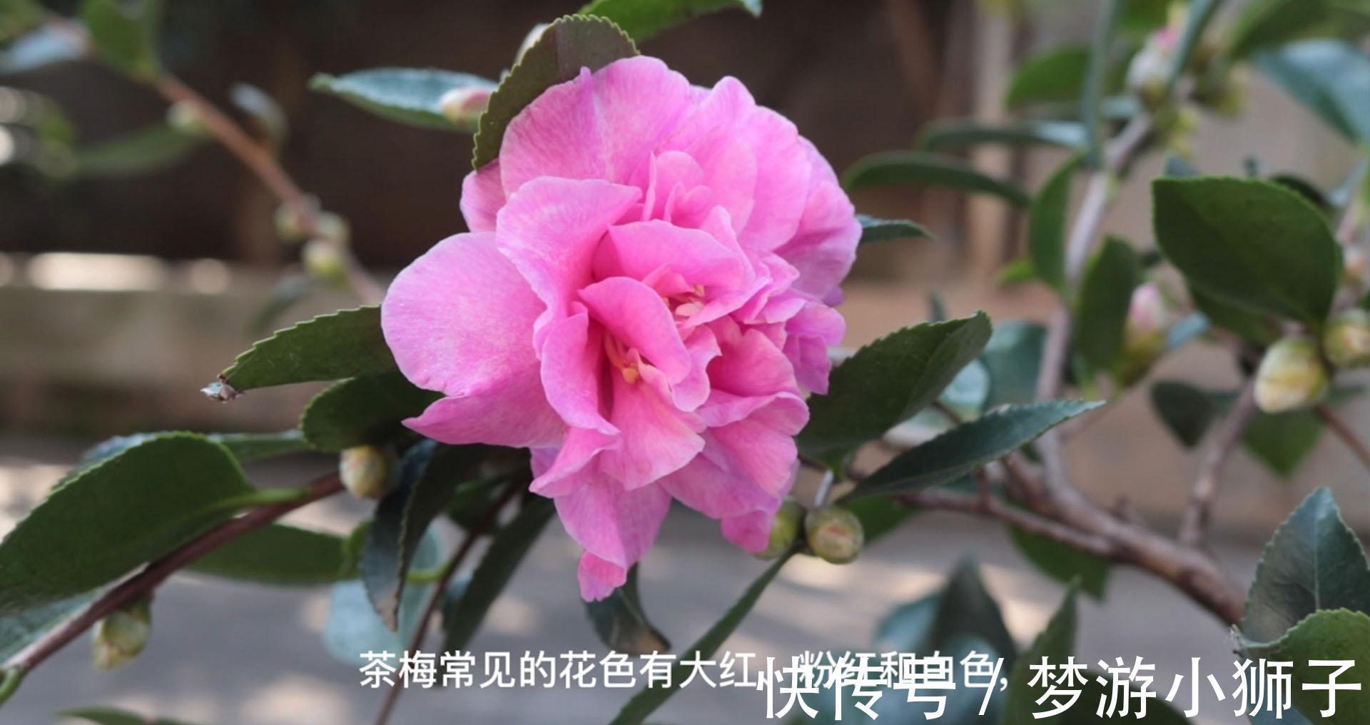 想要整个冬天都能在家赏茶花,除了养盆茶花,还要来一盆它的近亲