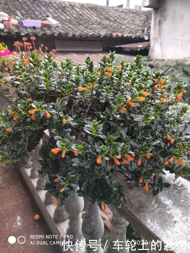 吊兰长满小金鱼,养上5年,越养越上瘾!