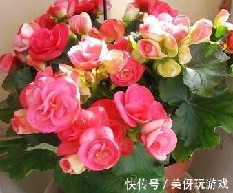 11月逛花市，遇到3种花随便买，再冷都能开爆盆，你养了吗