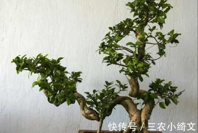 盆景|榕树盆景在北方也可以养护的很好